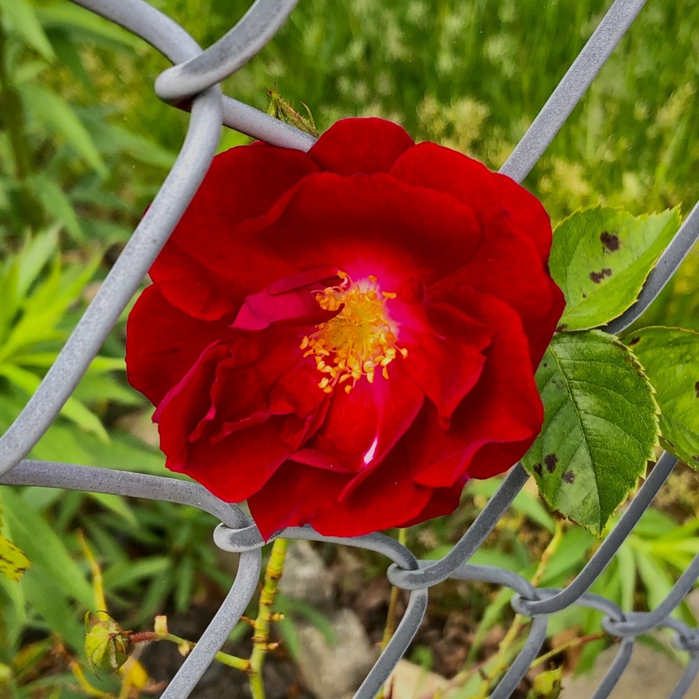 Meet your Posher, Dan